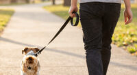 14 Best Hands-Free Dog Leashes in 2026