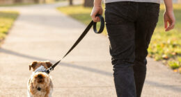 14 Best Hands-Free Dog Leashes in 2026