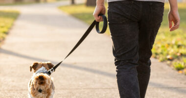 14 Best Hands-Free Dog Leashes in 2026