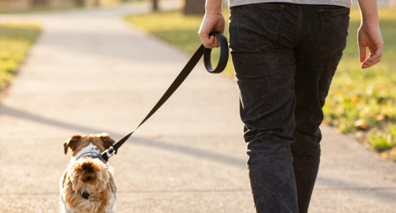 14 Best Hands-Free Dog Leashes in 2026